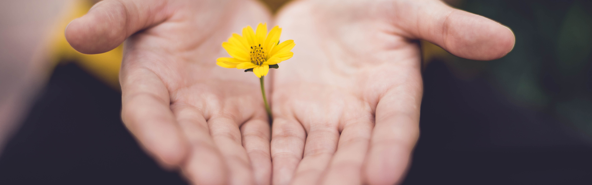 Twee geopende handpalmen met een gele bloem