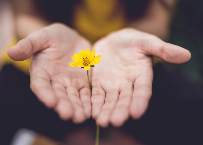 Twee geopende handpalmen met een gele bloem