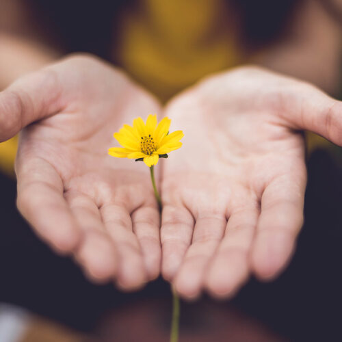 twee geopende handpalmen met een gele bloem
